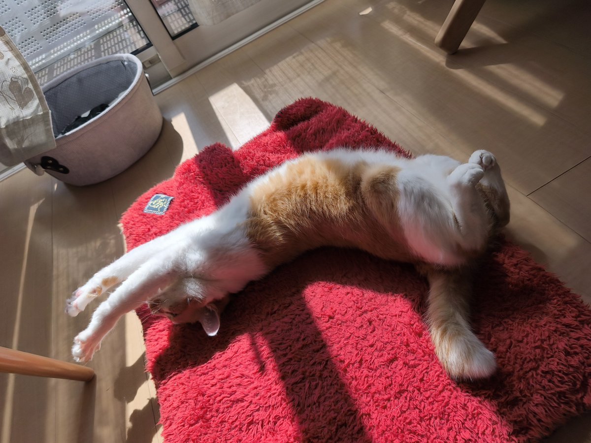 himari_hidamari's tweet photo. 日向ぼっこ中の猫は触ると開きます。 https://t.co/R81lb4tiF8