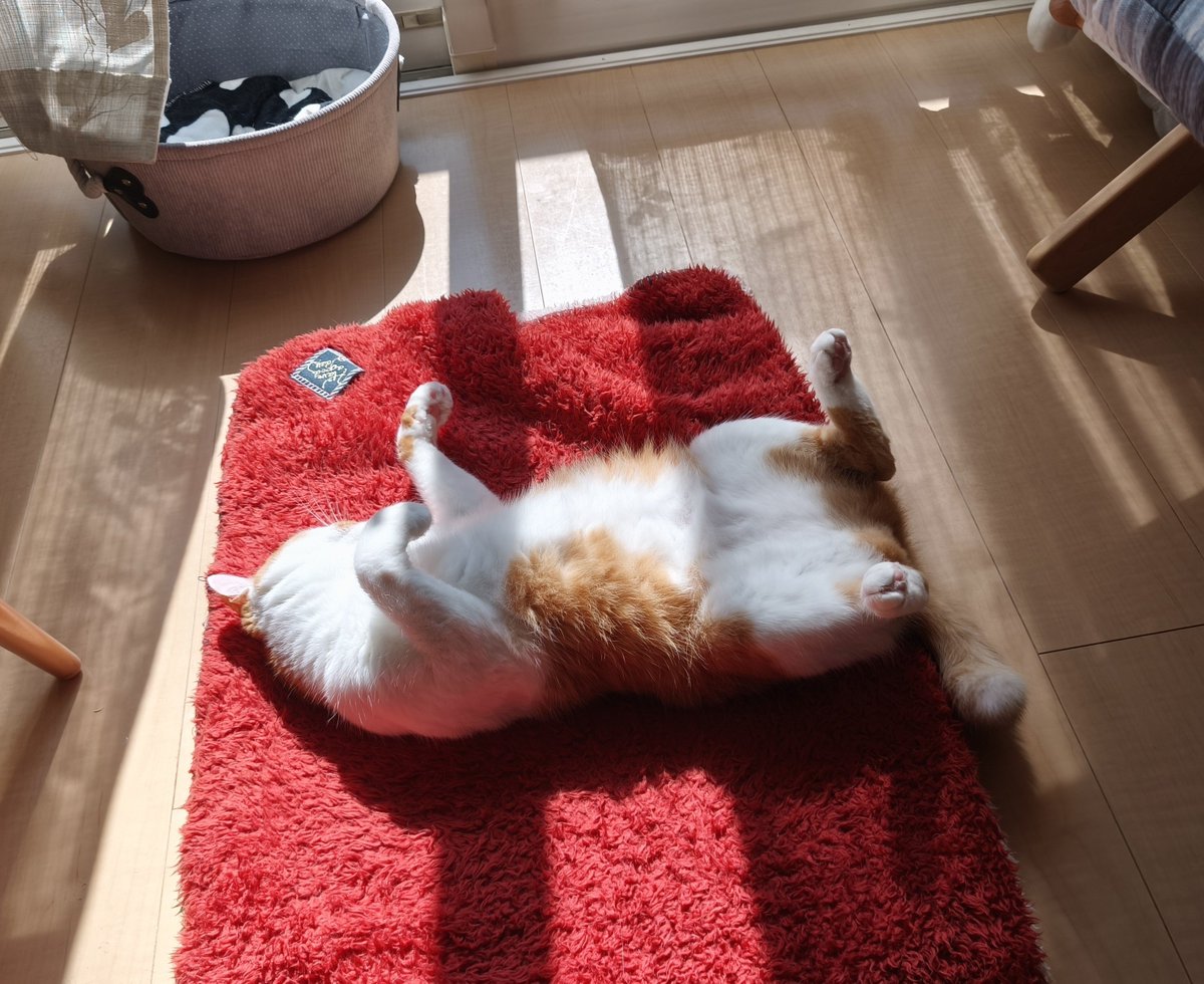 himari_hidamari's tweet photo. 日向ぼっこ中の猫は触ると開きます。 https://t.co/R81lb4tiF8