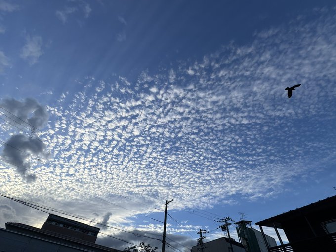 A bird flies through a blue sky filled with textured altocumulus clouds above some buildings and power lines.