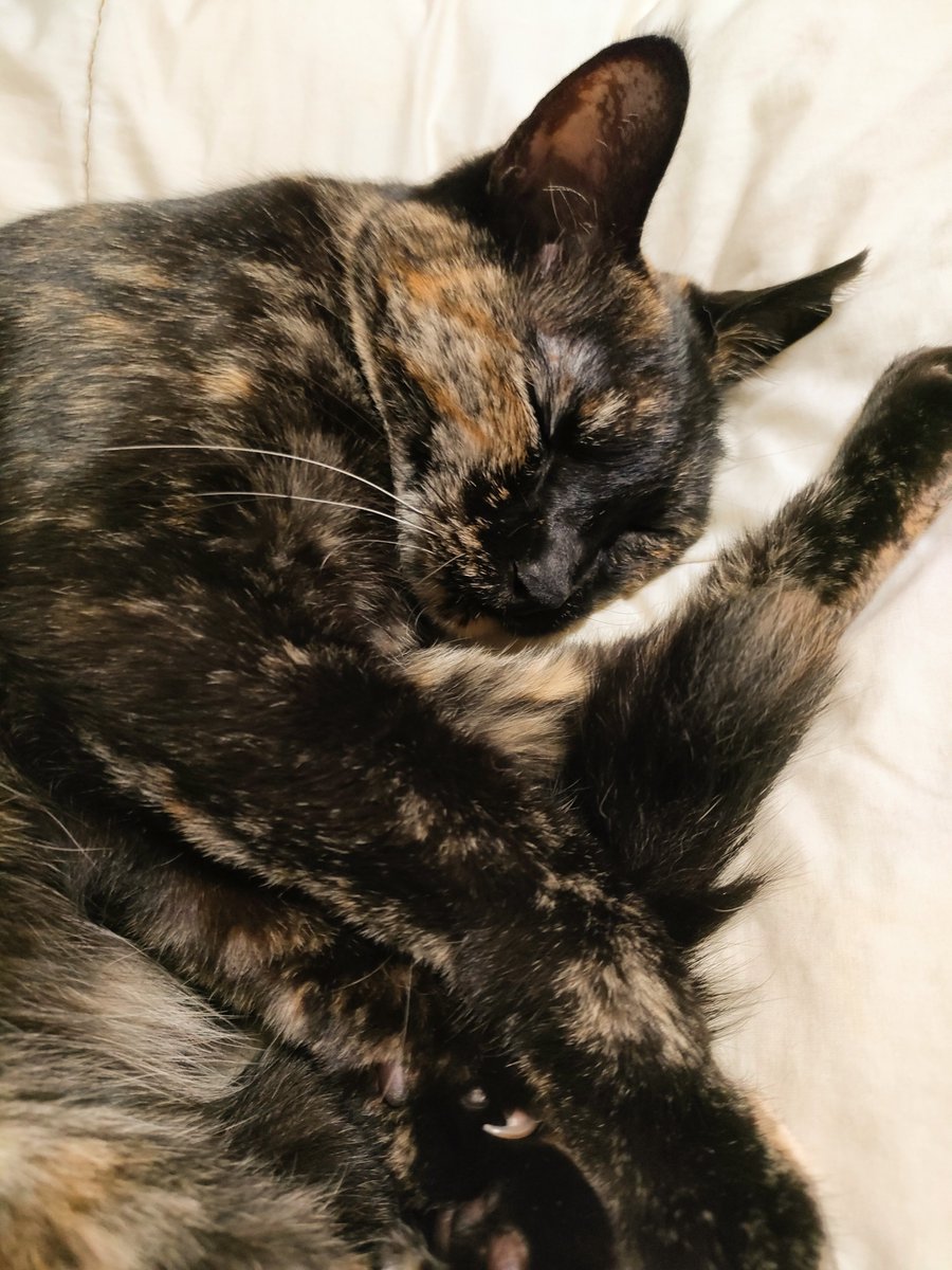akkoreiina's tweet photo. めずらしくカメラ向けてもよく寝てる😊💕
#猫のいるしあわせ
#サビ猫 https://t.co/nkC0W2fCyr