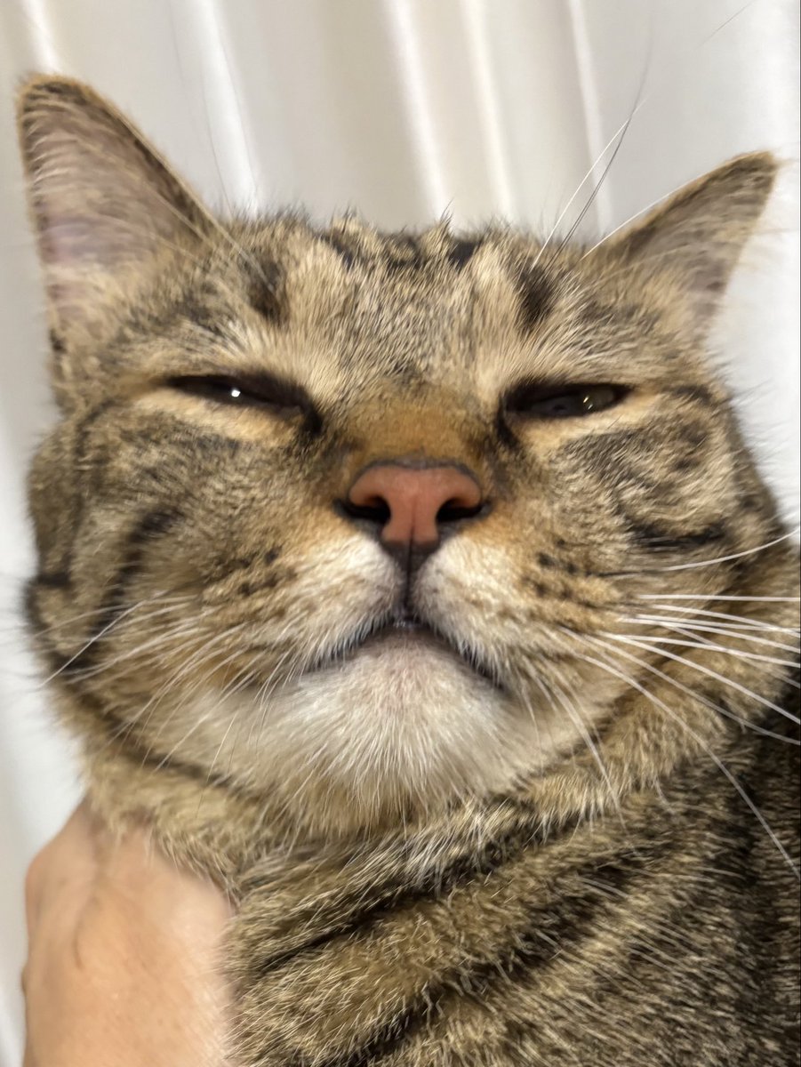 uJWJpFJGxHBmkUw's tweet photo. おはようございます😽☀️ https://t.co/62fCz6FwzE