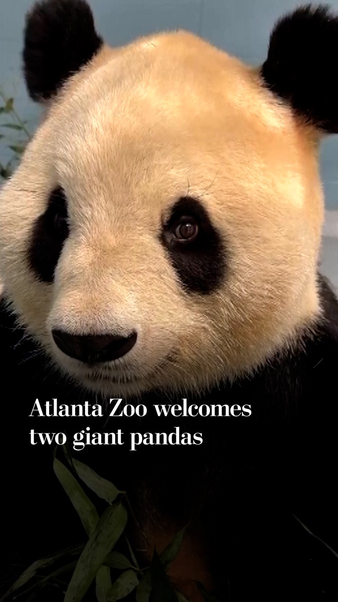 A close-up of a giant panda's face appears with the text overlay "Atlanta Zoo welcomes two giant pandas," referencing the arrival of new pandas Ping Ping and Fu Shuang as a goodwill gesture from China during Xi Jinping's summit with President Trump.