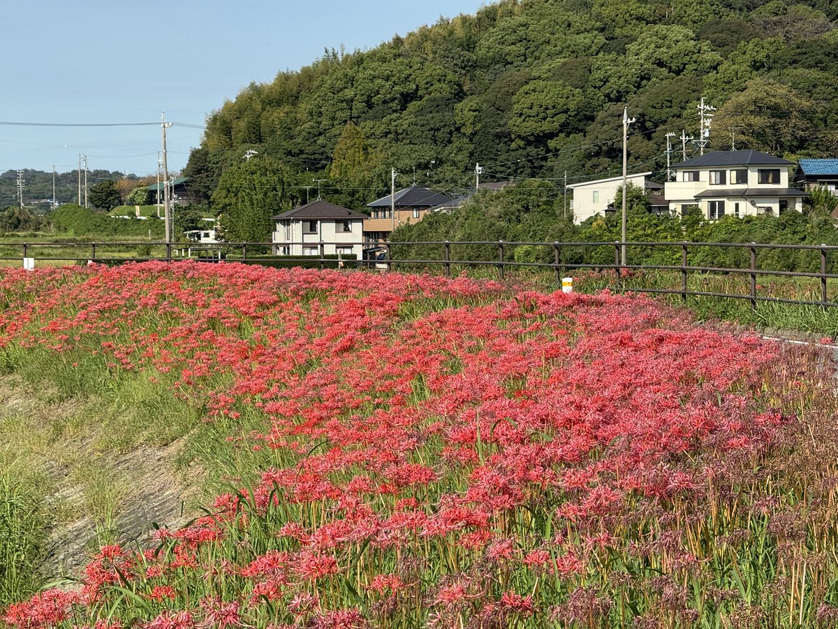 f800T's tweet photo. 愛知県半田市
矢勝川堤の彼岸花
残念ながら3〜4割は枯れてピークではなかったけど綺麗だった。 https://t.co/w6aqTzQlOP