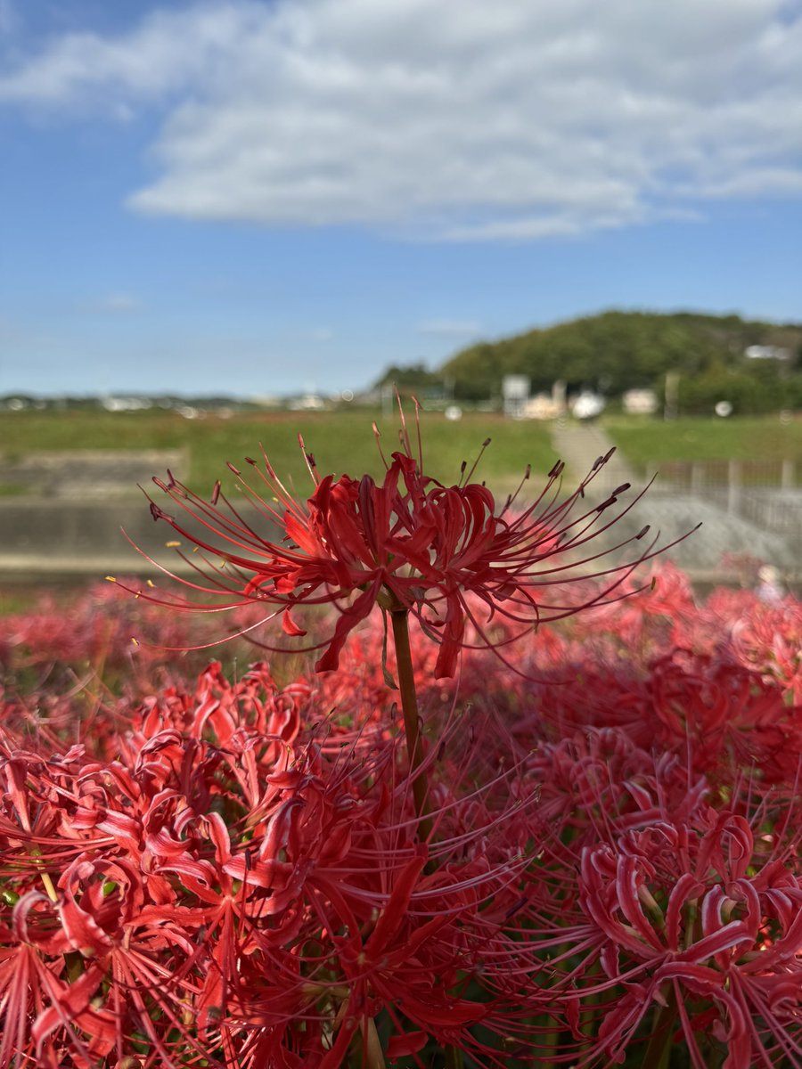 f800T's tweet photo. 愛知県半田市
矢勝川堤の彼岸花
残念ながら3〜4割は枯れてピークではなかったけど綺麗だった。 https://t.co/w6aqTzQlOP