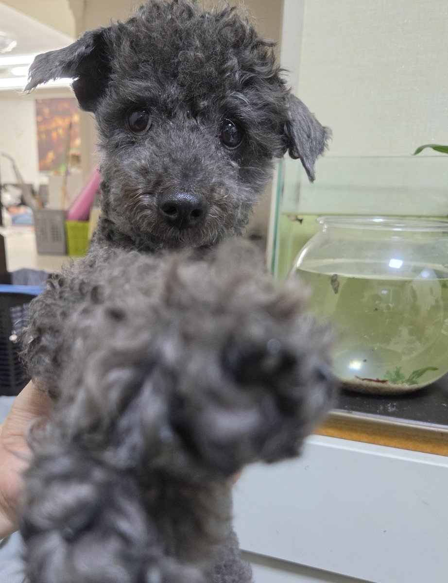 PoodleCharles's tweet photo. 꼬순내 맡고가세요 https://t.co/uHXScKs370