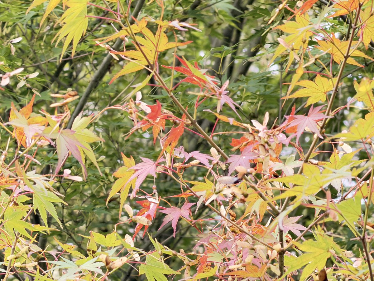 bestfuji's tweet photo. 今日通勤路 2026.10.03

まだ探さないと
秋は見つからない

満月のお月見様の様な太陽
やっぱり自然豊かな地元
いいなあ

I have to go looking for it
autumn isn't found just anywhere

The sun, looking like a full moon for moon-viewing
my hometown, so rich in nature
It really is wonderful https://t.co/uBBDeVk6gl
