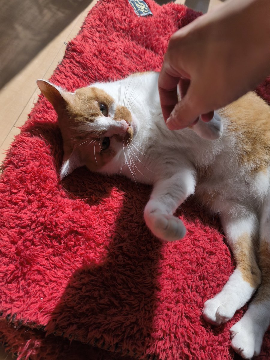 himari_hidamari's tweet photo. そして興奮すると未だに噛みグセの治らない猫。(手を犠牲にしたのにピント合ってない悲しみ) https://t.co/M4Jw4dNzQv