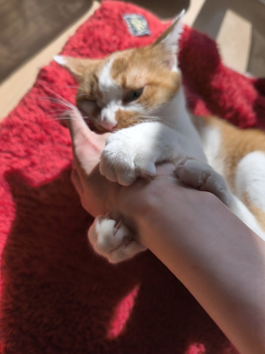 himari_hidamari's tweet photo. そして興奮すると未だに噛みグセの治らない猫。(手を犠牲にしたのにピント合ってない悲しみ) https://t.co/M4Jw4dNzQv