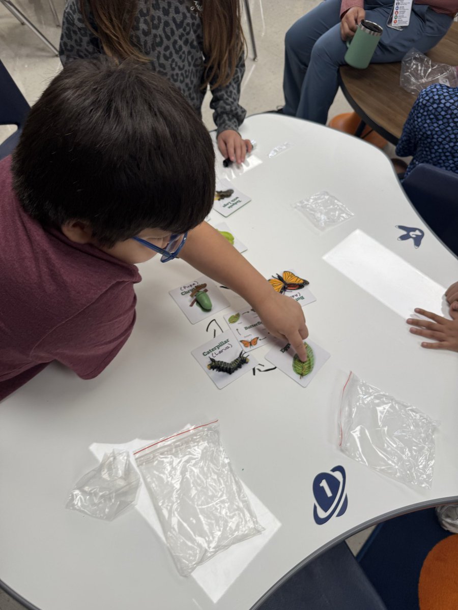 Michelle_STEM's tweet photo. 🐛🦋🐸 2nd Grade Colts investigated and described the life cycles of butterflies and frogs! I love seeing our Colts learn through hands-on, collaborative activities! 🔬💚 https://t.co/RLjtwHvtYC