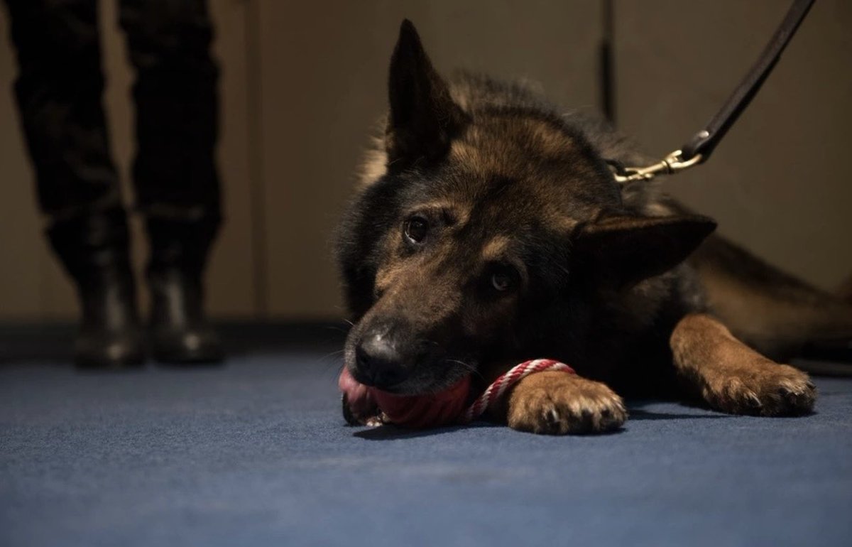MilitaryCooI's tweet photo. Military Working Dog, Jewel, relaxes with a new toy following his retirement ceremony June 3, 2021, at Vandenberg Space Force Base, Calif. Jewel, an 8-year old German Shepard, retired after serving with the 30th Security Forces Squadron MWD unit at Vandenberg since 2015, and will be adopted by Staff Sgt. Matthew Rosado, his former handler. 🐾🫡