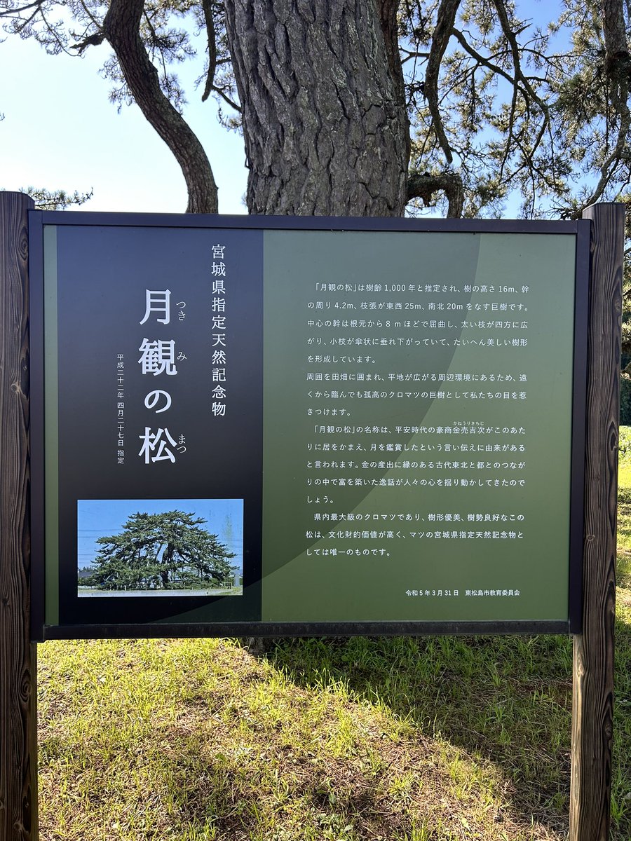 madgto's tweet photo. 宮城県にもあった巨木。東松島市・月観の松。
T字路に立つ大きな松は道標のようにも思える。太い枝が広がる美しい姿でした。 https://t.co/CJ7mYtOuRC