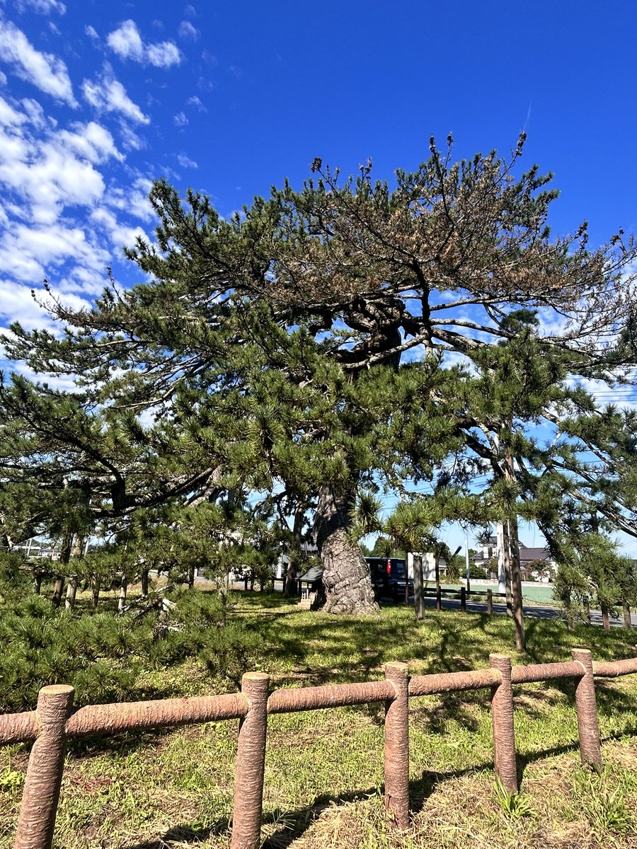 madgto's tweet photo. 宮城県にもあった巨木。東松島市・月観の松。
T字路に立つ大きな松は道標のようにも思える。太い枝が広がる美しい姿でした。 https://t.co/CJ7mYtOuRC
