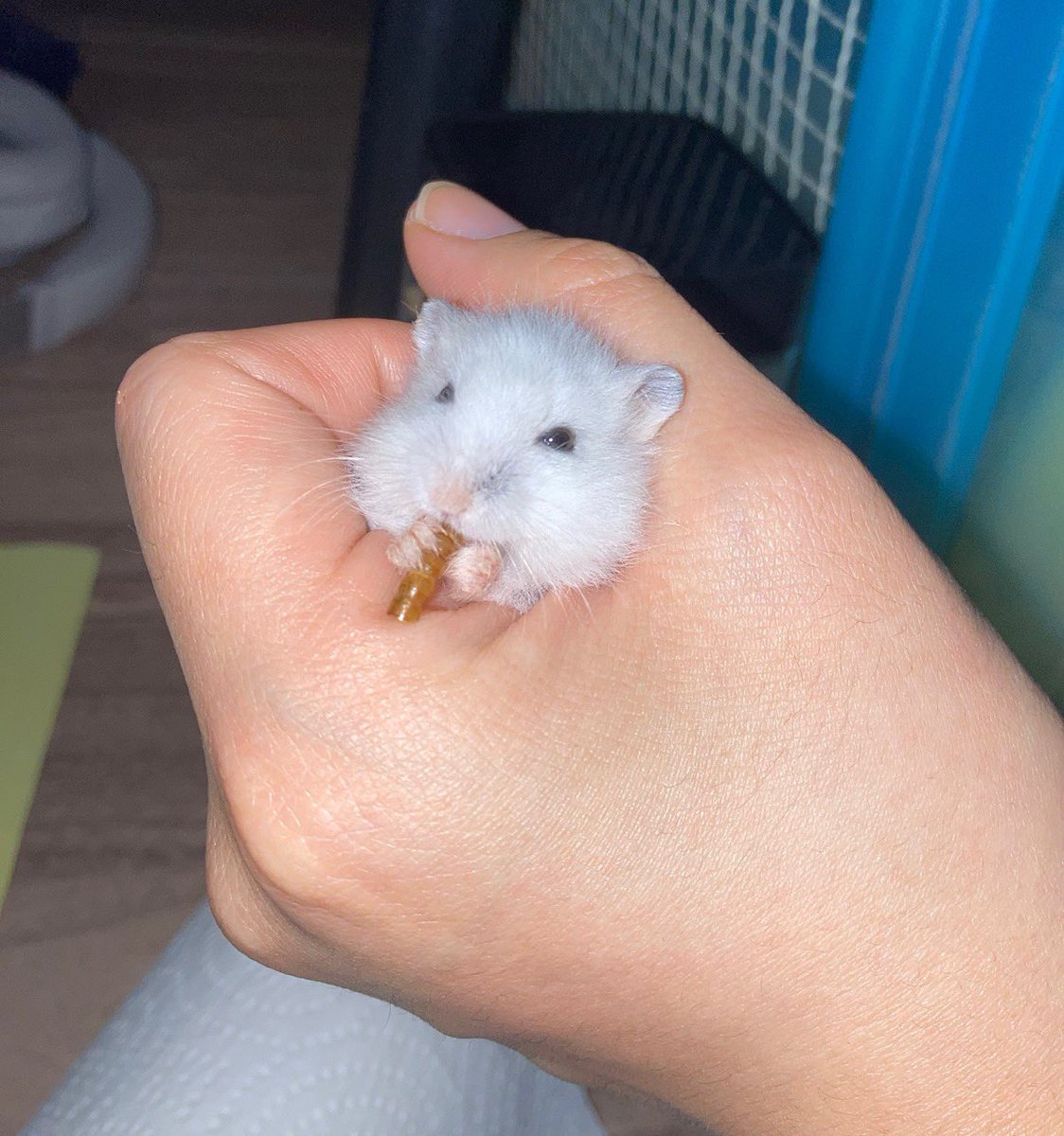 sweat_cat_'s tweet photo. 아기 밥덩이시절 귀여움 말않되진심 https://t.co/Y8JeiFmNQs