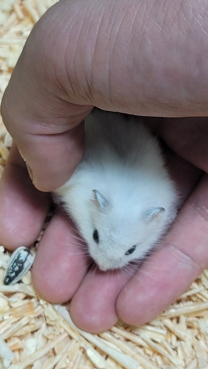 sweat_cat_'s tweet photo. 아기 밥덩이시절 귀여움 말않되진심 https://t.co/Y8JeiFmNQs