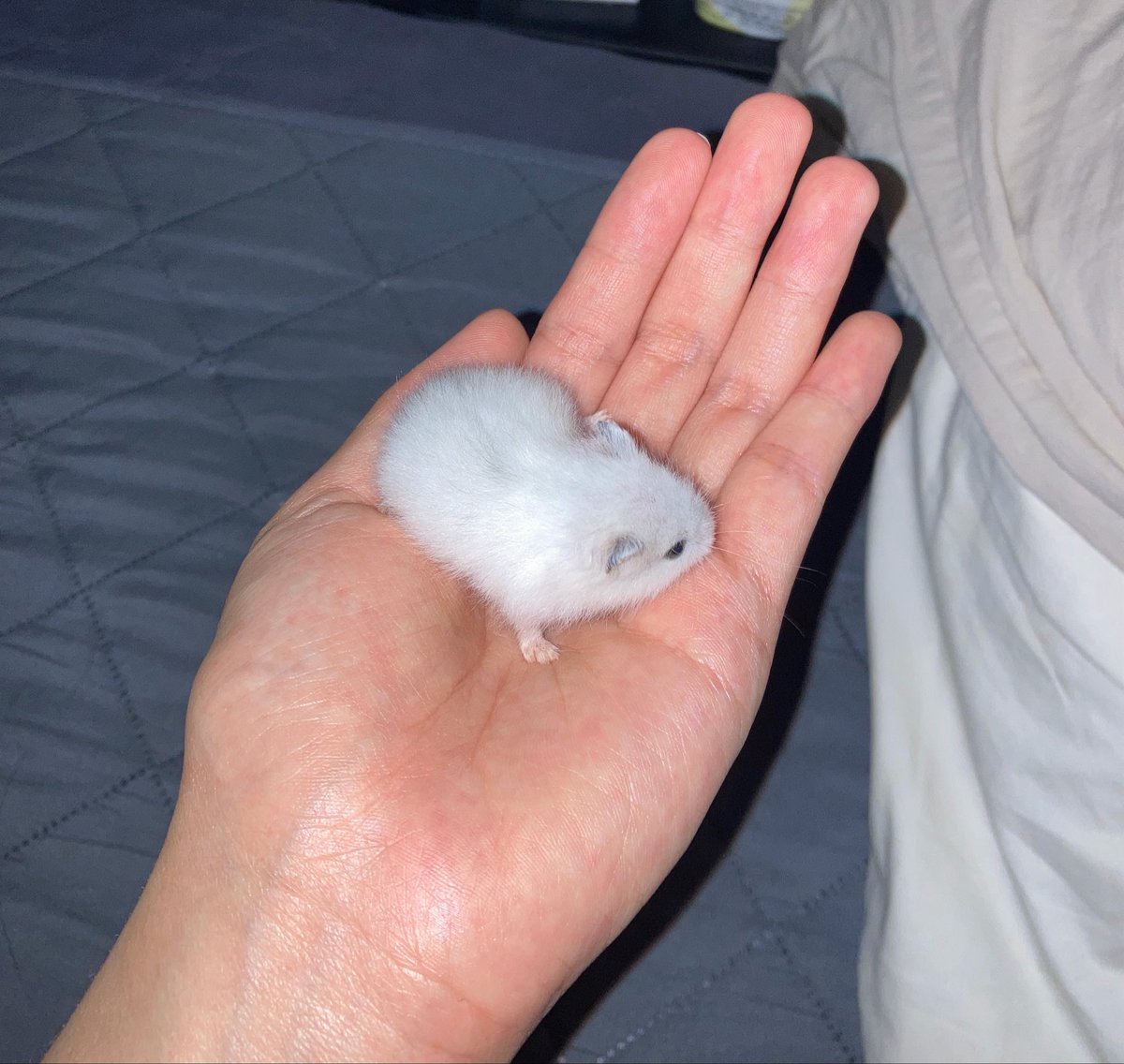 sweat_cat_'s tweet photo. 아기 밥덩이시절 귀여움 말않되진심 https://t.co/Y8JeiFmNQs