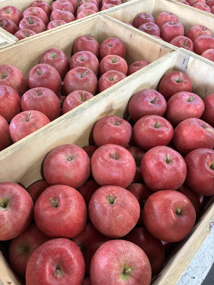 hatankyo1's tweet photo. 日本一りんごが集まる弘果に行ってきました

今年のリンゴは出来がいいですね。ざっと見ても色づきなどかなり良いです。硬さも味もよく、大玉傾向です

その上、去年・一昨年の値段と比べ物にならないくらい安いです

中々高くて手取りにくかったリンゴですが、今年こそ食べて欲しい！！ https://t.co/ZcsbbqdPaw