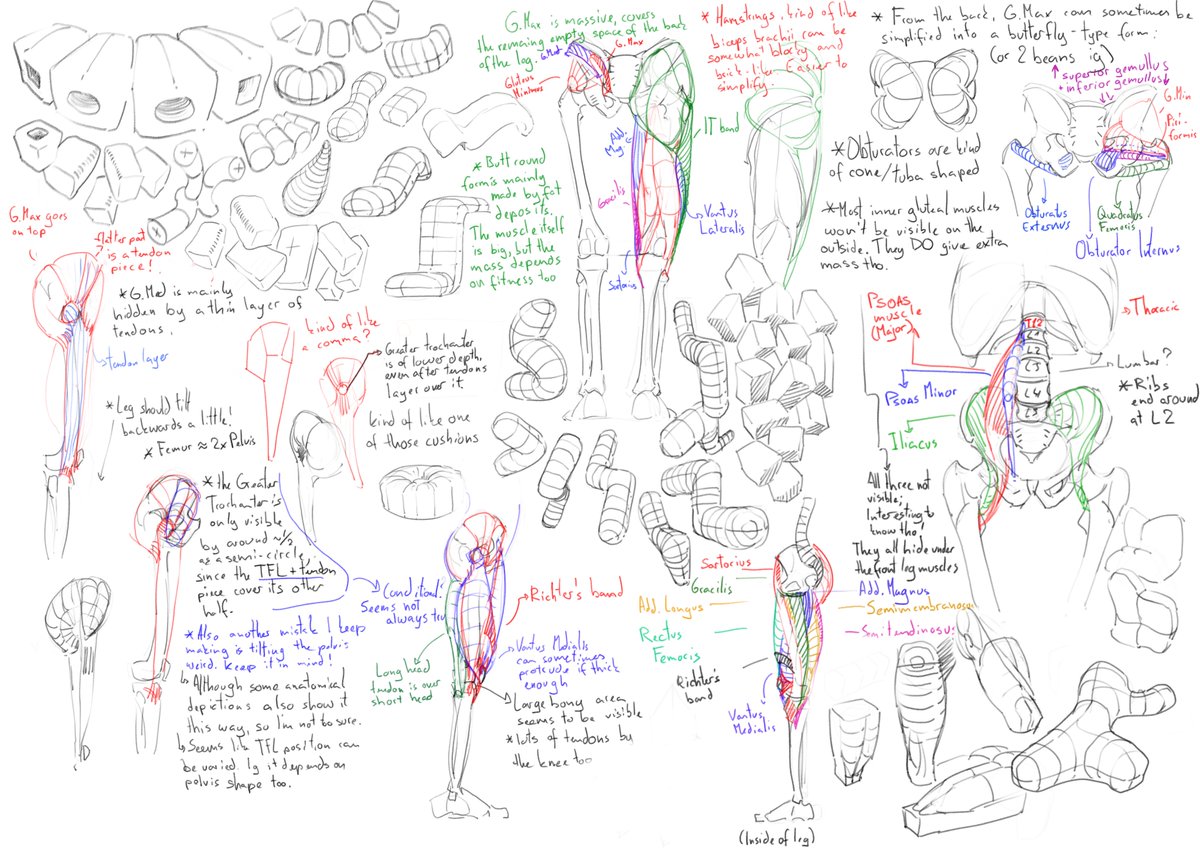 rookiefir's tweet photo. Last of upper leg muscle theory, omw to lower leg. Really looking forward to practice and simplification after, 'cuz theory does get a bit boring after a while, even when it's important. Either way yippee, this was still fun ◝(ᵔᵕᵔ)◜ https://t.co/0CyZKbobtj