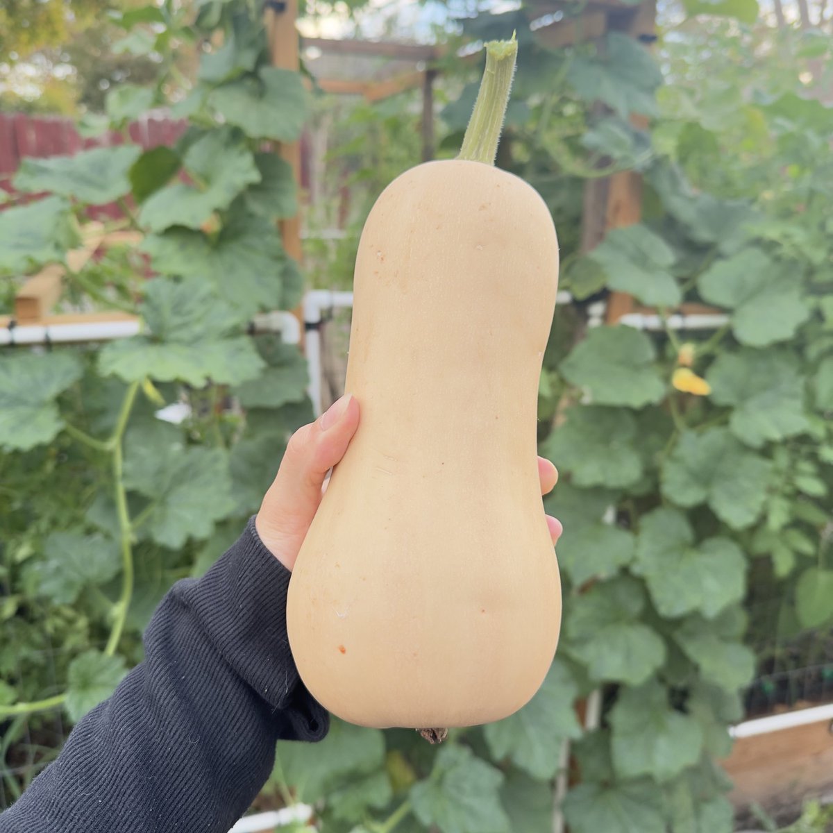 Sarahihld's tweet photo. Huzzah!! First butternut squash EVER!! https://t.co/ZDYnCYI4ux