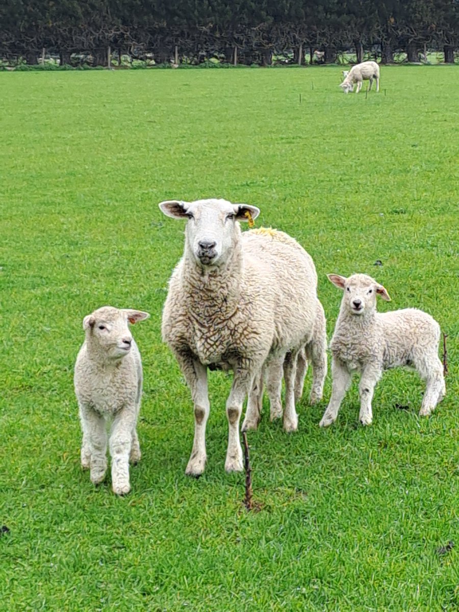 CharollaisRams's tweet photo. #Lincoln x replacement ewe lambs?
How will they compare with today's meaty super mums?
Lincoln's with the #inverdale gene.
#lochee #agchat https://t.co/1uhdcS4iw0
