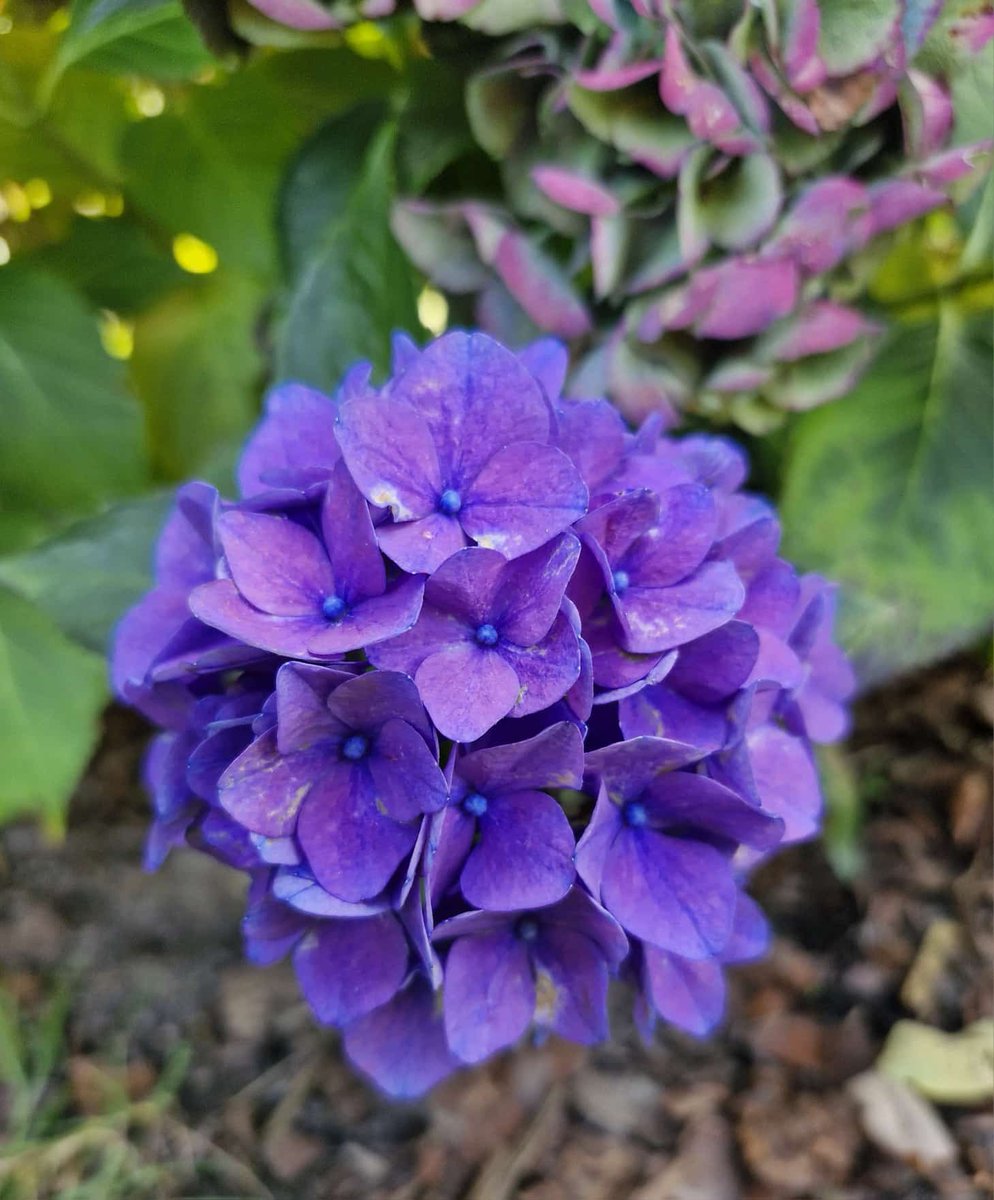 Muttertier4's tweet photo. Einen schönen, sonnigen 3. Oktober 🌤🍀🌻🏵🌸🍁🍂‼️ https://t.co/cvABbWLNZb