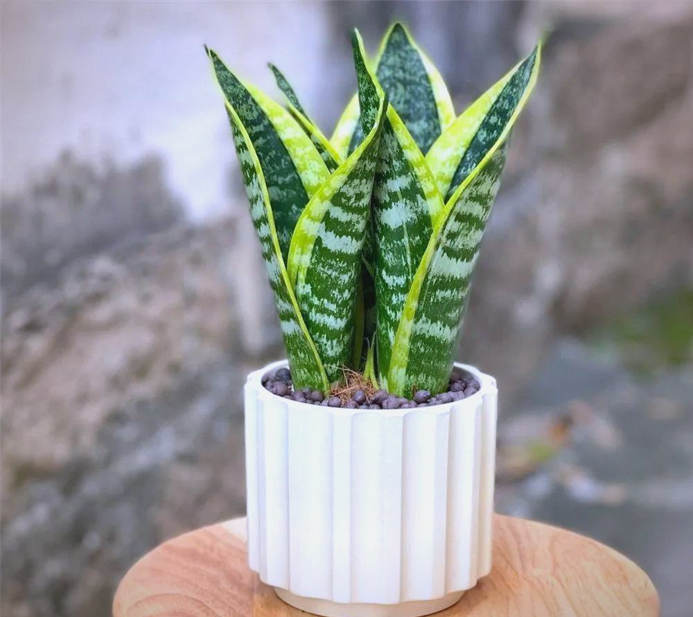 VioletFalci8sq's tweet photo. Remember to rotate your houseplants weekly! This encourages even growth so they stay lush and balanced. ， https://t.co/4c0sduFS95