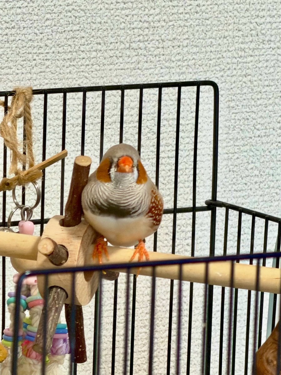 27yuralily's tweet photo. このおもちゃぜんぜんクルクルまわしてくれないけど、寄り添って寝てくれるようになったから( 👍ᐛ)👍ｵｹｪｪｪｪ https://t.co/5Uq0Pn5LCI