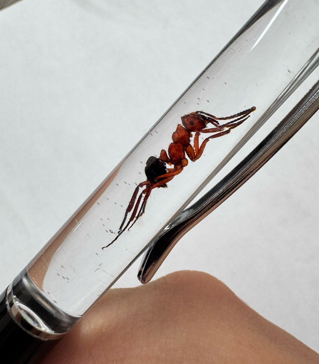 ant_mania80697's tweet photo. 【蟻道販売商品】

亡くなったアリを一匹ずつ丁寧に展足し、樹脂の中に封入したオリジナルのボールペンです！
完全手製のため細かな気泡が入っている場合がありますが、手仕事ならではの味として楽しんでいただけたら嬉しいです。
今後はオーダーメイド制作も承る予定ですので、ぜひ会場で実物をご覧ください！