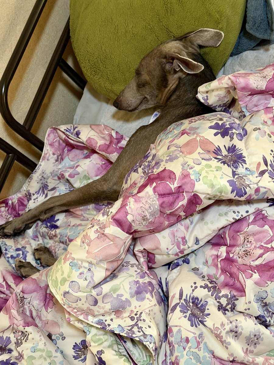 fkmy1177's tweet photo. 今日のイッヌ

眠ってるみたいだろう？
熟睡してるんだぜ
↓ https://t.co/btg8D2ASFZ