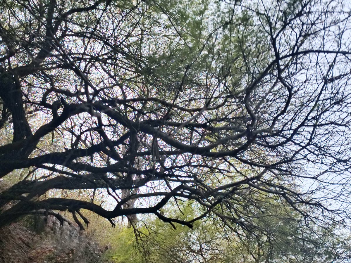 earthkinery's tweet photo. #Treeposting. https://t.co/oAXgqilcWW