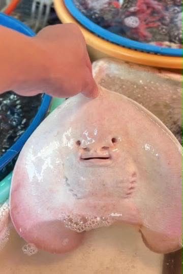 beaumont_valois's tweet photo. I KNOW this thing is alive… but WHAT the hell is it? 😭😭 https://t.co/xZKkUerAaA