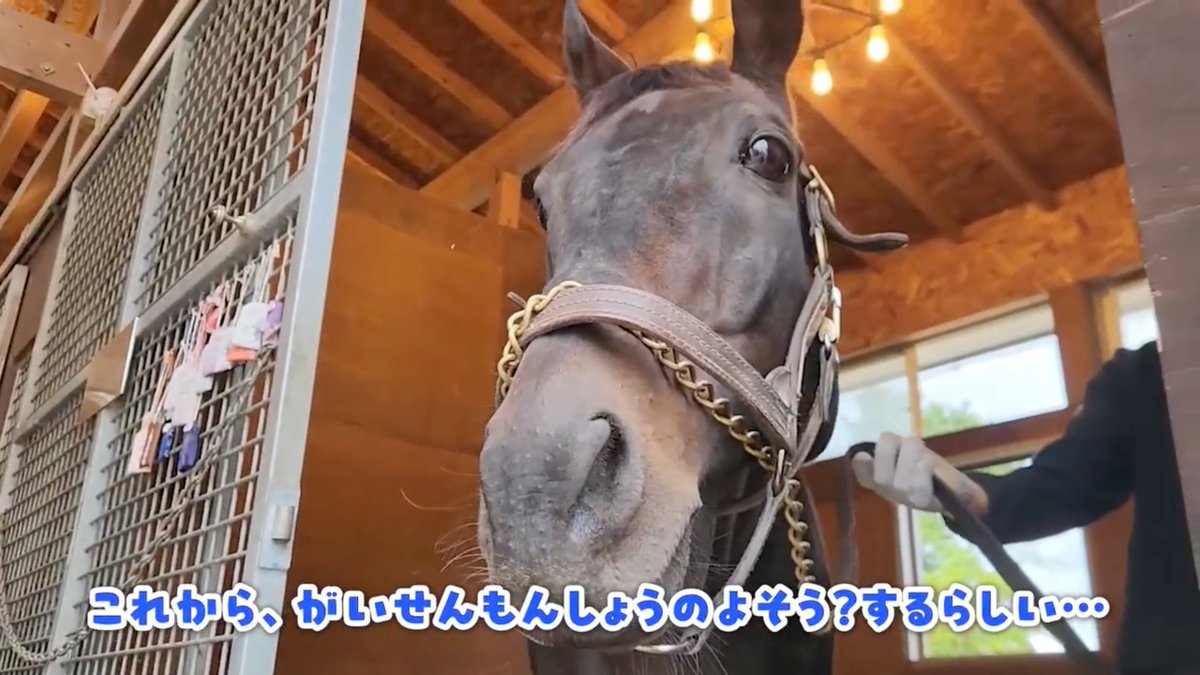 netkeiba's tweet photo. 【凱旋門賞】
2011年に凱旋門賞に出走された経験もある、天皇賞馬ヒルノダムールさん。

今年の凱旋門賞の見解をお伺いしました。

▼ヒルノダムールさんの予想を見る
https://t.co/TZcskffyyE https://t.co/1TGiabUZSW