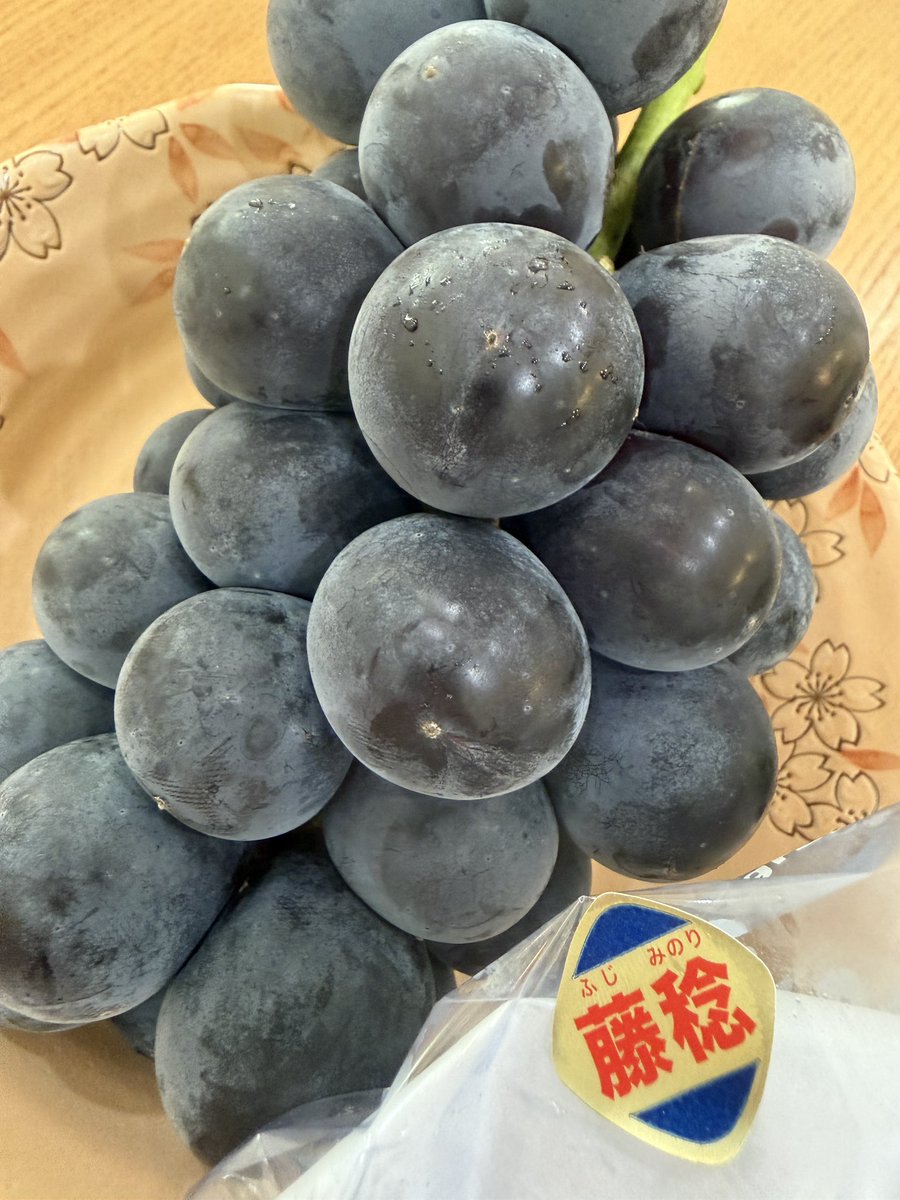Takada08's tweet photo. 【重要なお知らせ】

このたび、私は「藤稔」を購入し、試食を実施いたしました。

これまで私は、シャインマスカットを中心としたぶどう活動を行ってまいりましたが、先日のナガノパープルとの出会いを機に、ぶどうに対する考え方に大きな変化が生じております。

前回の投稿コメントから「藤稔もぜひ」との強い推薦を受け、購入・試食した結果、

「ぶどうジュースを飲んでいるかのごとくジューシーで大粒で、デラウェア…まちがえました、デラウマｧ」

との結論に至りました。

これに伴い、今後のぶどう活動につきましては、特定の品種に限定することなく、幅広い可能性を模索してまいります。

なお、昨日までナガノパープルを推していたことについては、現時点では問題ないと判断しております。

引き続き、ぶどう界の動向を注視してまいります。

2026年10月3日
ぶどう担当　髙田真希