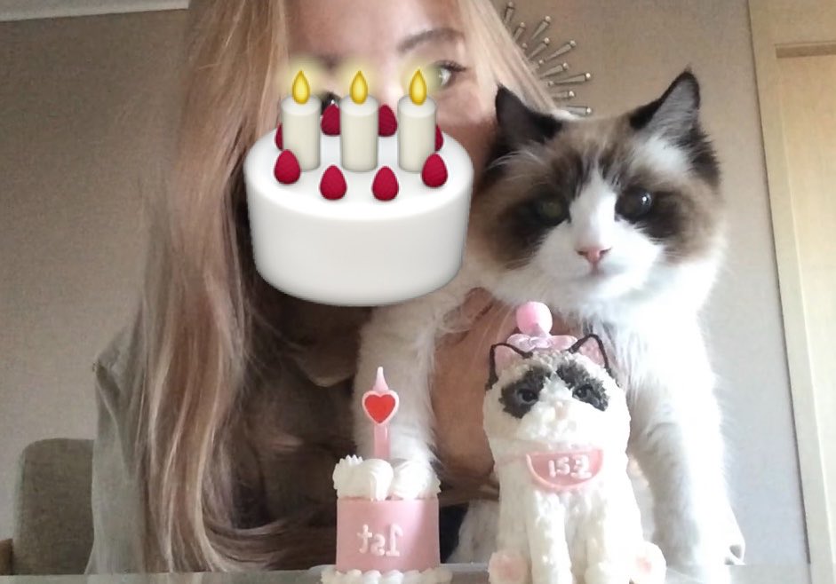 tte0yeoni's tweet photo. 오늘은 우리집 고양이 생일🎂😻😻 https://t.co/ekpHynNf9m