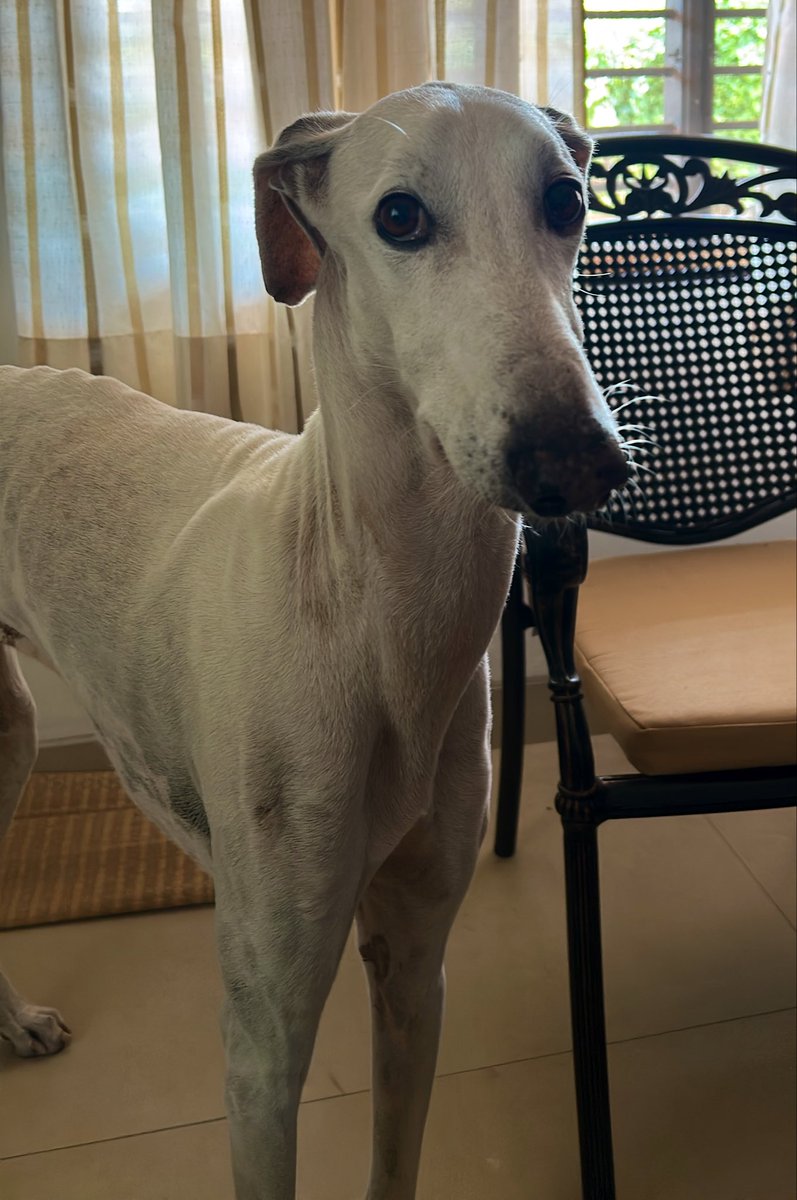 losthopelessly's tweet photo. Today is Toto’s birthday 🥺

He is 11 yrs old today 🥺 https://t.co/v1GSjCBOvY