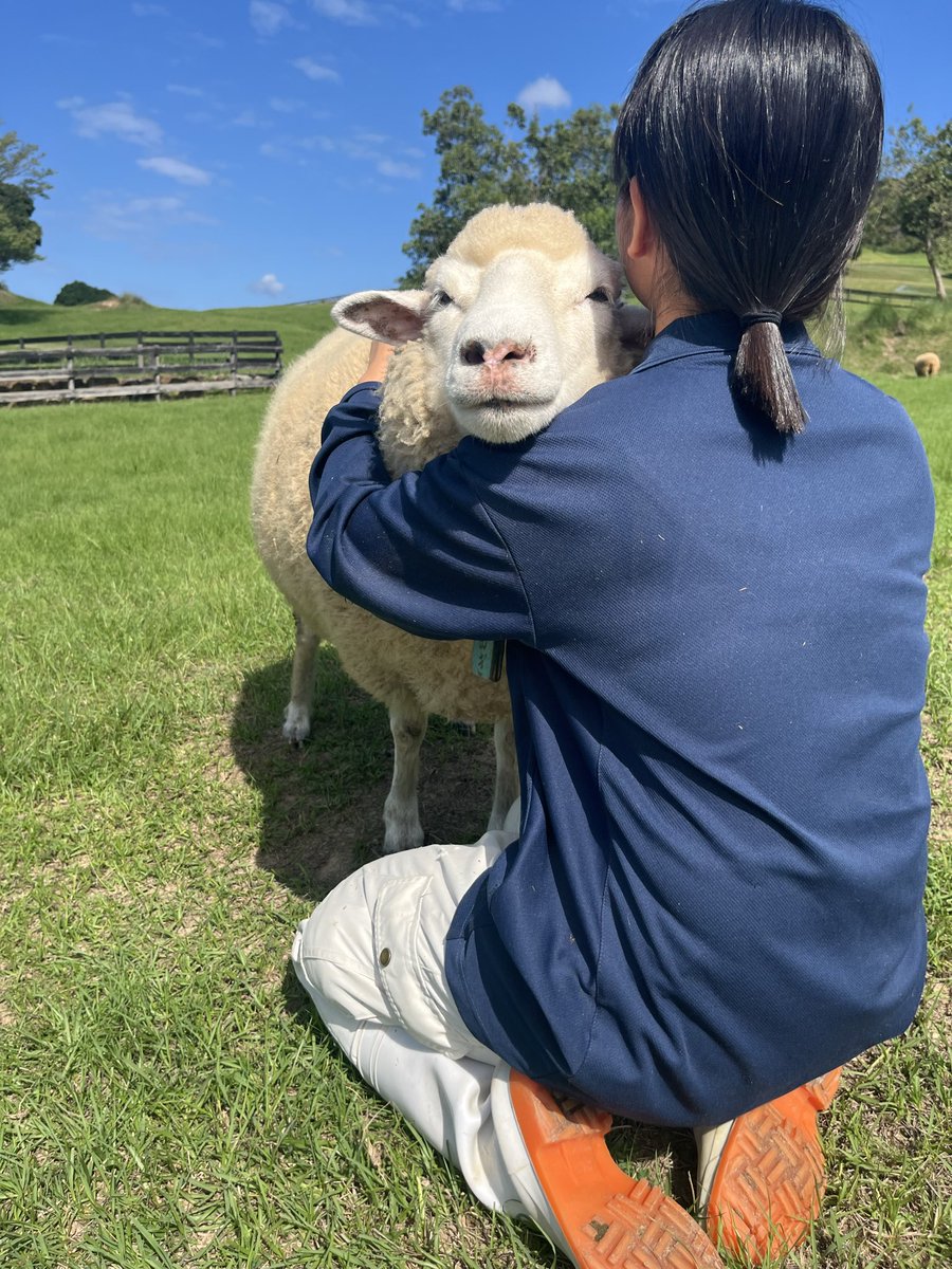 englandhill_zoo's tweet photo. こむぎも飼育員のことが大好きです⊂((・⊥・))⊃
#ひつじ #こむぎ https://t.co/R7BqzGSsM7