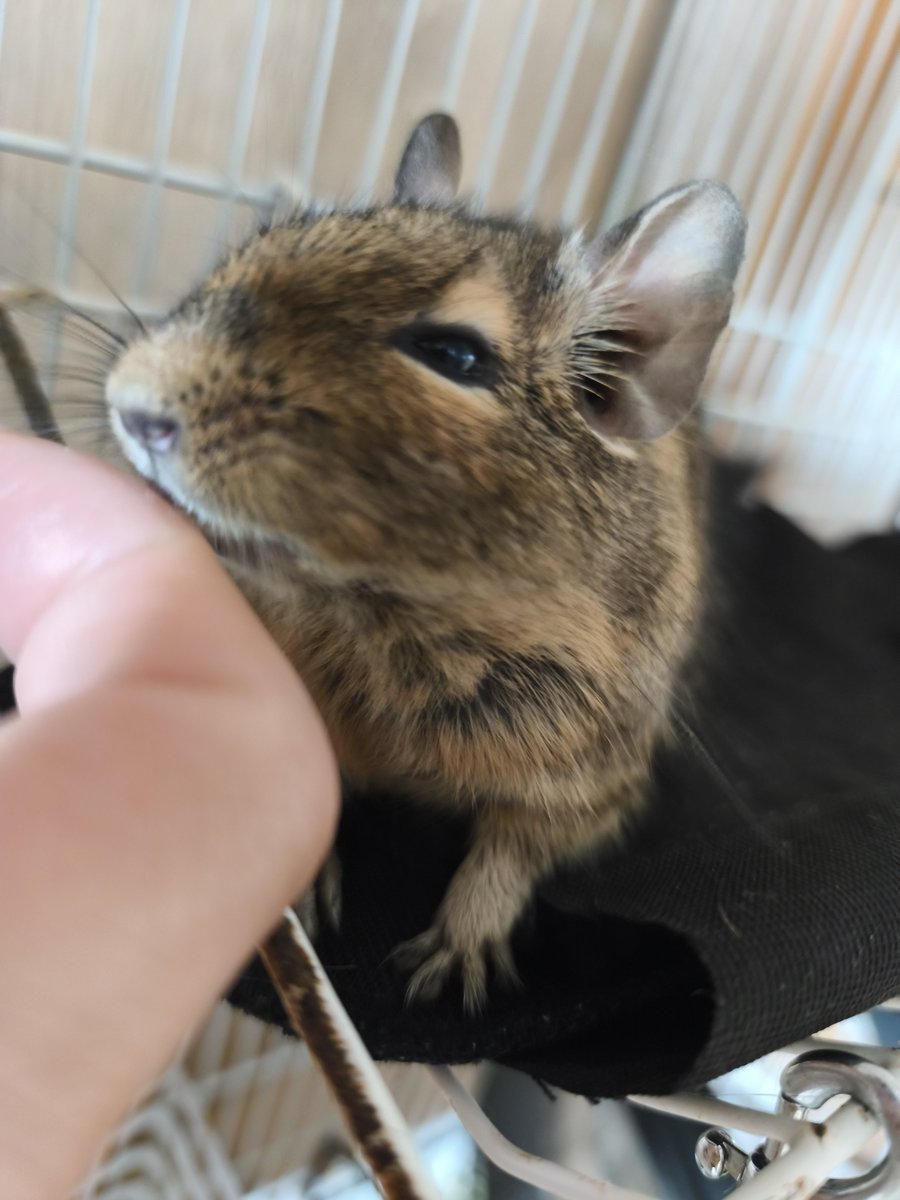 tsun_gaming's tweet photo. うちのデグっち🐭
2億画素 https://t.co/8I03bkb86z