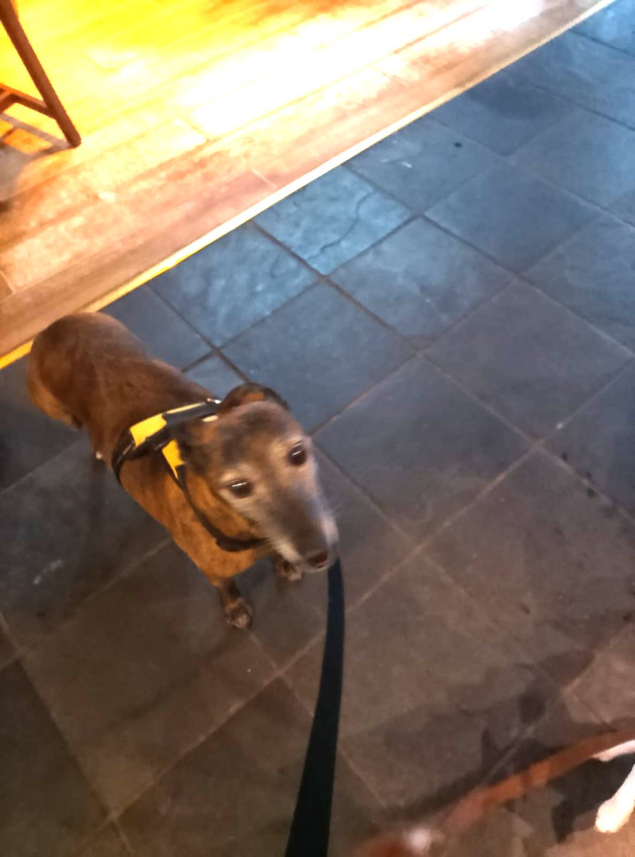 millypod1's tweet photo. 🆘2 OCT 2026 #Lost Lilly #ScanMe
Whippet Female
Ran off Wydham Hill #BA21
County #Yeovil #Dorset
Spotted at Aldi &amp; running back up Sherborne Road Hill.
https://t.co/gXz65PLs53 https://t.co/F8gkcrNehG