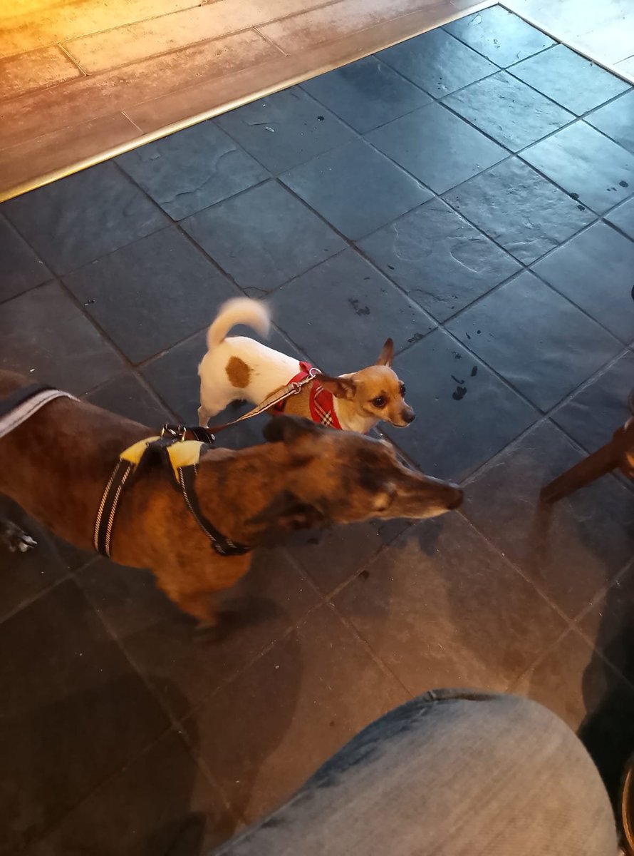 millypod1's tweet photo. 🆘2 OCT 2026 #Lost Lilly #ScanMe
Whippet Female
Ran off Wydham Hill #BA21
County #Yeovil #Dorset
Spotted at Aldi &amp; running back up Sherborne Road Hill.
https://t.co/gXz65PLs53 https://t.co/F8gkcrNehG