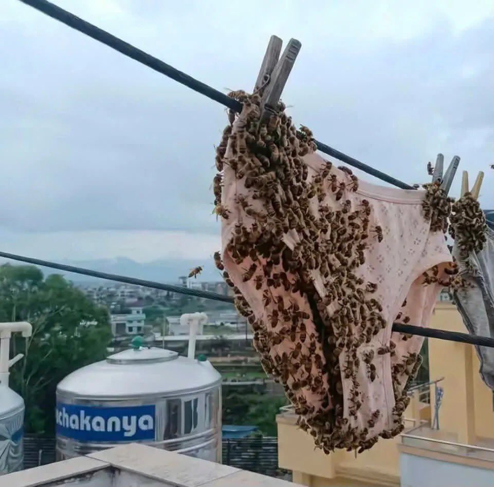 evanahh_'s tweet photo. Spread my inner wears and those bees are camping on it please can someone tell why https://t.co/M0Hf37sfx4