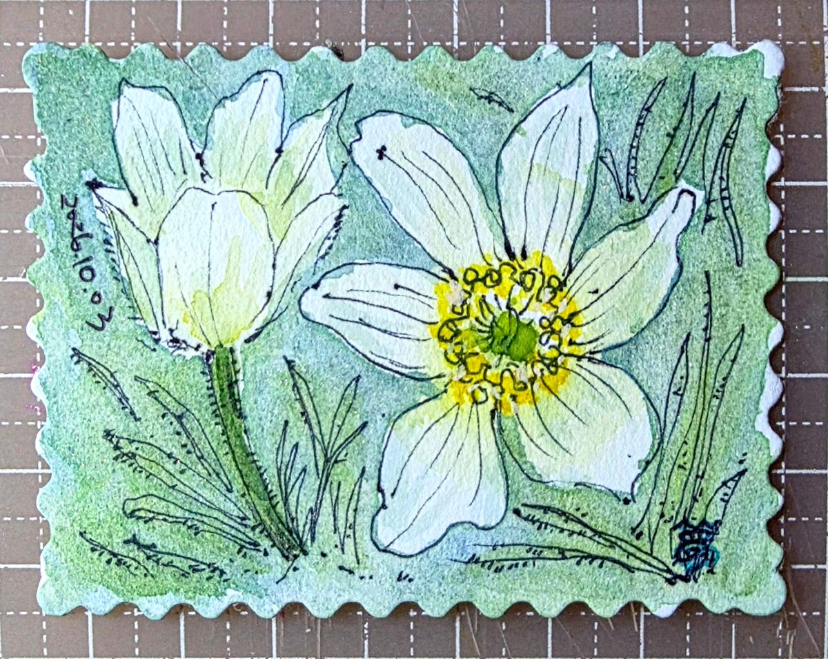 adder915a's tweet photo. 今日花語曆
2026年10月3日
【白頭翁花】（Anemone coronaria / Pulsatilla chinensis）並非指常見的白頭翁鳥，而是毛茛科的多年生草本植物。
💐花語：最常見的花語為「深信不疑的期待」、「期待」、「新生與重生」。
繪畫尺寸：8cm×6cm
#2026年花語日曆 #花語日曆 
https://t.co/X6SQtsGdGf https://t.co/qM9sVoX2Kq