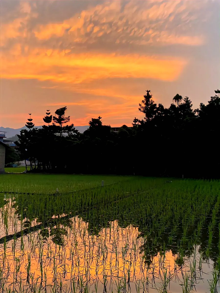 MarleyHannfbyt's tweet photo. Salí a caminar por el parque al atardecer, el sol tió los árboles de color naranja, una tarde perfecta para desconectar.， https://t.co/Iw5VrSOf1s