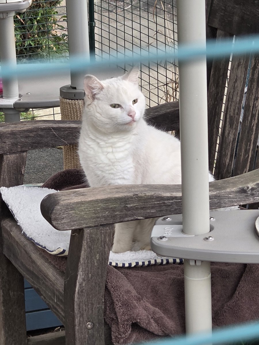 ShropsCatRescue's tweet photo. #Caturday ~ Johnny may be deaf &amp; blind (but we believe he can see shadows) likes sitting on his chair in his enclosure. Such a lovable boy. #inthecompanyofcats #shelterlife #catrescue #happycat https://t.co/aT8TIfniJG