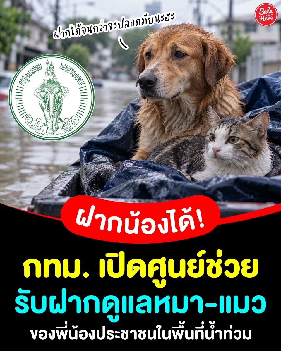 salehere1's tweet photo. 📣 ฝากน้องได้! บ้านไหนได้รับผลกระทบจากน้ำท่วมจนดูแลสัตว์เลี้ยงไม่สะดวก 🐶🐱 กทม.เปิด บ้านน้องหมาแมวชั่วคราว ศูนย์ควบคุมสุนัขฯ ประเวศ รับฝากสุนัข–แมวของประชาชนในพื้นที่ประกาศเขตประสบสาธารณภัย ดูแลจนกว่าสถานการณ์จะปลอดภัย สอบถามได้ที่ 1555 🐾

📍 5 ขั้นตอนการฝากสัตว์เลี้ยง
1️⃣ ประสานสำนักงานเขต/มูลนิธิ เพื่อขอเข้าศูนย์
2️⃣ กรอกคำร้อง พร้อมข้อมูลเจ้าของและสัตว์
3️⃣ เตรียมอาหารหรือยาประจำตัวน้องมาด้วย
4️⃣ น้ำลด–สถานการณ์ปกติ ติดต่อรับน้องกลับ
5️⃣ ก่อนรับคืน น้องต้องฉีดวัคซีนและจดทะเบียนสัตว์เลี้ยง

📞 สอบถาม/ขอความช่วยเหลือ
• ศูนย์ควบคุมสุนัขกรุงเทพมหานคร โทร. 0 2328 7460
• สายด่วน กทม. 1555
• Traffy Fondue 
• ฝ่ายสิ่งแวดล้อมฯ สำนักงานเขตในพื้นที่
• ภาคีเครือข่ายกทม.

#SaleHere #เซลเฮียร์ #น้ำท่วม #น้ำท่วมกทม #ช่วยสัตว์น้ำท่วม #หมาแมว #สัตว์เลี้ยง
