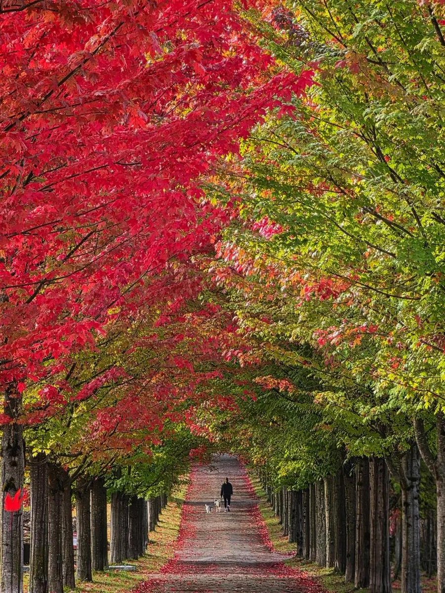 earthviewss1's tweet photo. Magical Autumn in Vancouver, Canada 🇨🇦 https://t.co/qztJLSRdou