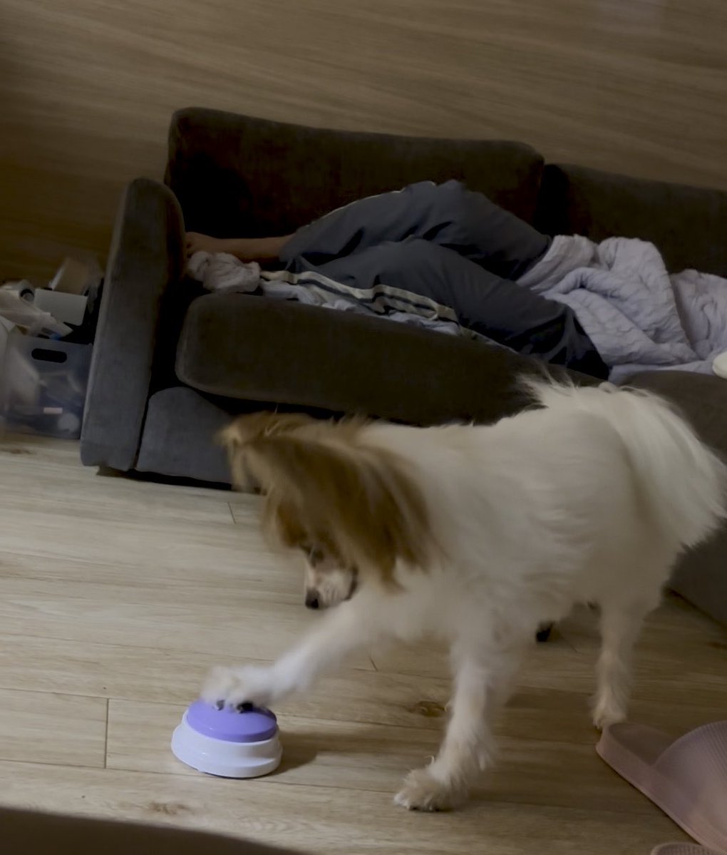 A small white and tan dog in a living room reaches its paw toward a purple and white push button on the floor while a person lies on a couch in the background.