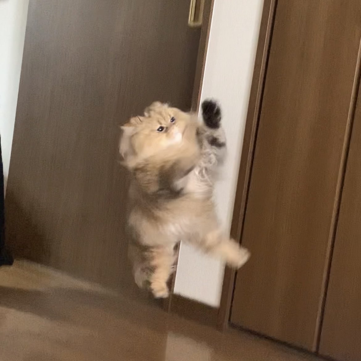 asahina_waki2's tweet photo. ジャンプ中のねこ可愛い博覧会会場はここですか？
めいっこちゃんちのくーちゃんです。 https://t.co/AeIp8iUTa6