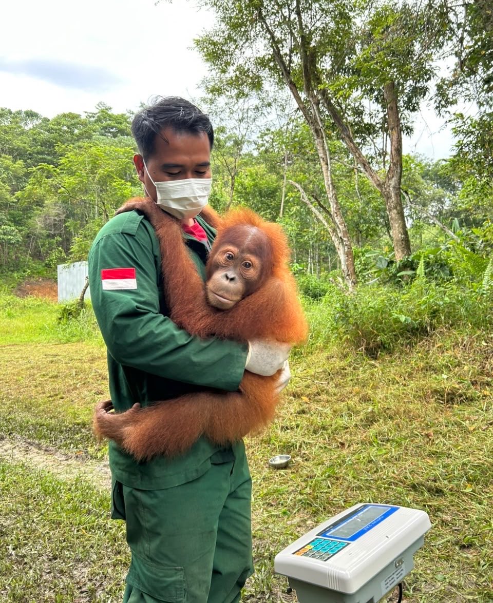 indiratendi's tweet photo. Good morning all.

Di pusat rehabilitasi, kami rutin menimbang BB orangutan setiap bulan untuk memantau pertumbuhan mereka &amp; merancang menu pakan sesuai kebutuhan gizi.

Hayoo ada yg tau kah di foto ini mana yg orangutan sumatera dan mana yg orangutan kalimantan? https://t.co/TZinFRkAS7