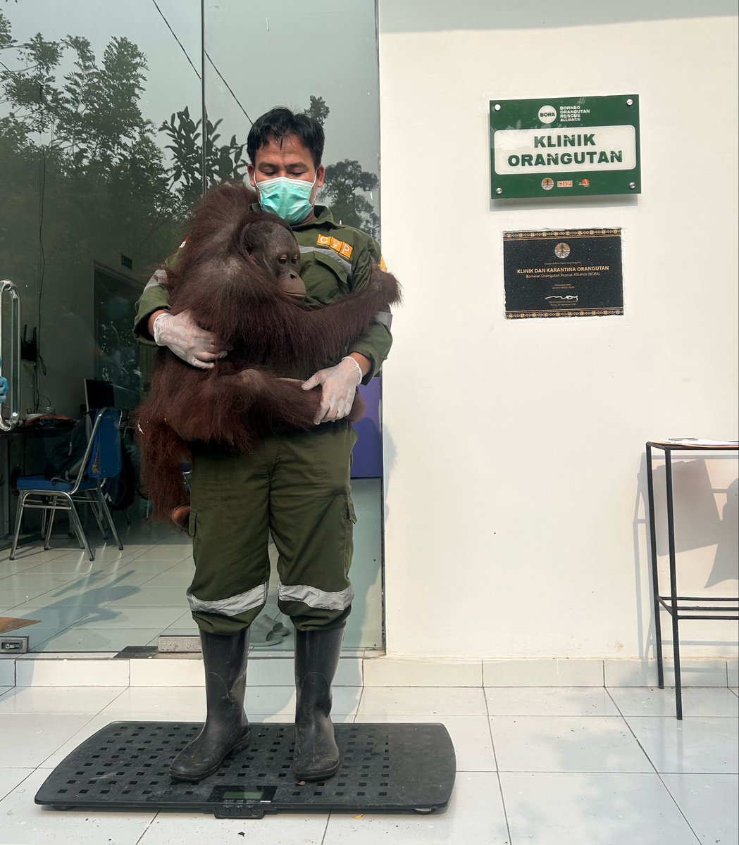 indiratendi's tweet photo. Good morning all.

Di pusat rehabilitasi, kami rutin menimbang BB orangutan setiap bulan untuk memantau pertumbuhan mereka &amp; merancang menu pakan sesuai kebutuhan gizi.

Hayoo ada yg tau kah di foto ini mana yg orangutan sumatera dan mana yg orangutan kalimantan? https://t.co/TZinFRkAS7
