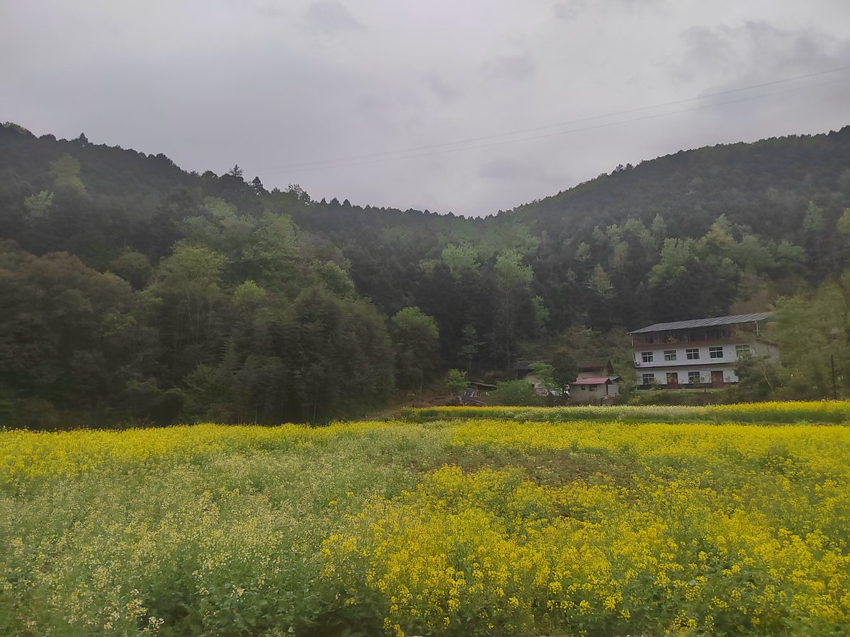acposu's tweet photo. This stunning landscape with lush fields, a serene pond, and graceful trees truly reflects the natural charm of the land!， https://t.co/OHDoxssEGH