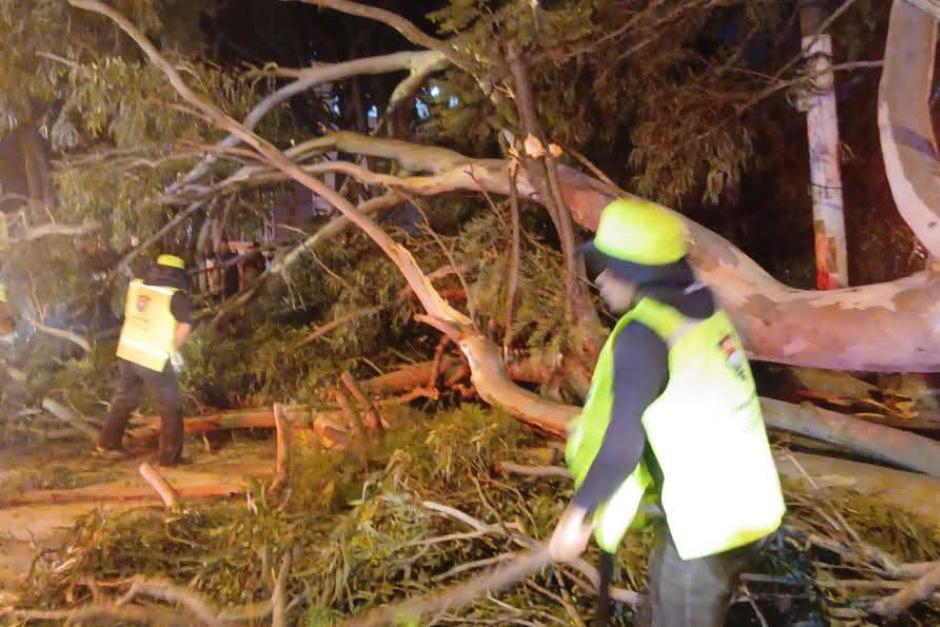 ¡Árbol desplomado! Cayó sobre un grupo de personas en Avenida del Cementerio